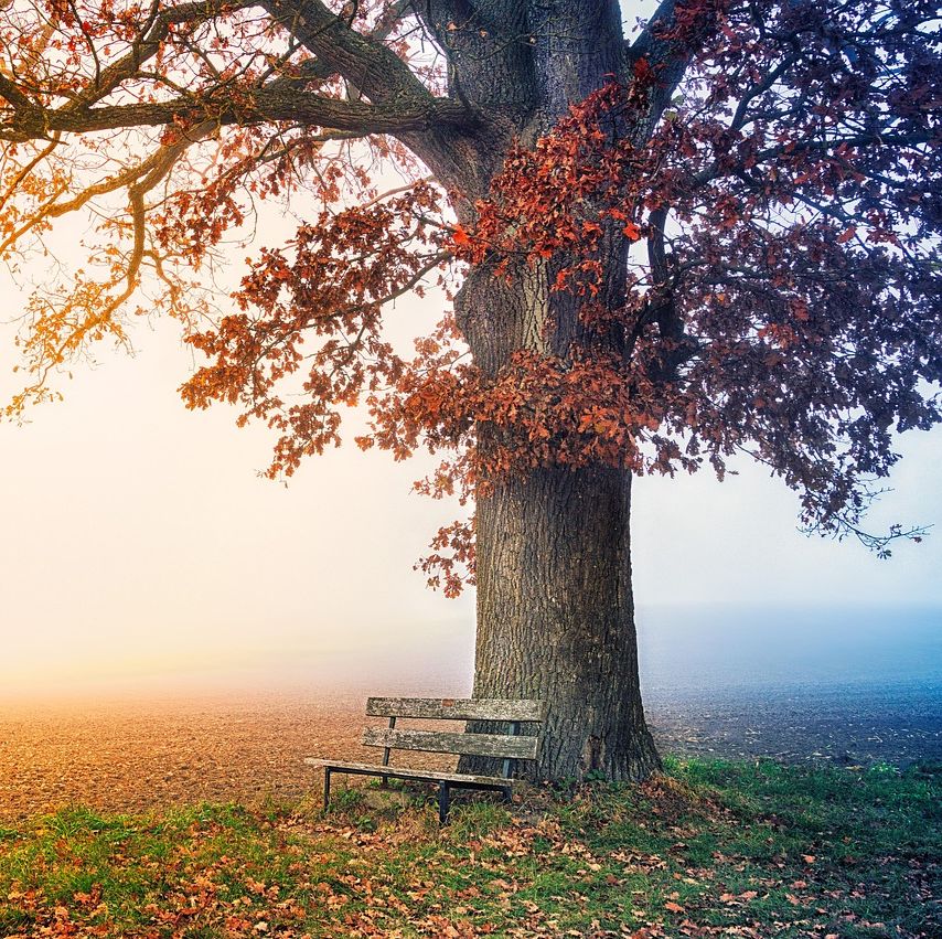 therapeutic image of tree with bench