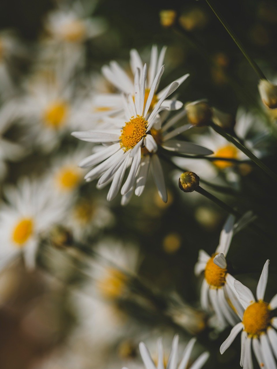 therapeutic image of daisies
